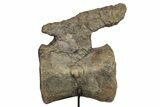 Fossil Camarasaurus Caudal Vertebra with Metal Stand - Colorado #335444-5